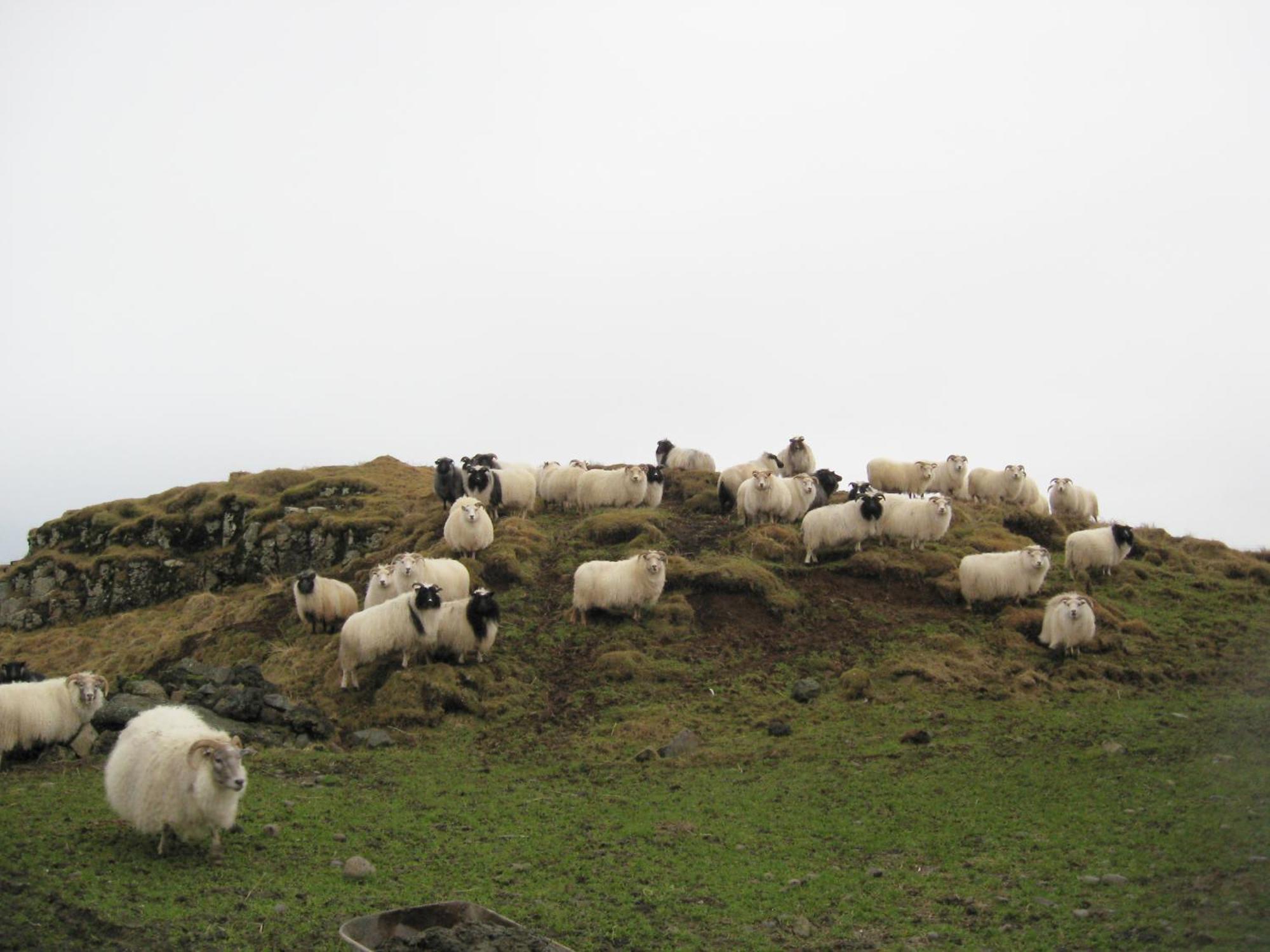 Lambastadir Guesthouse Selfoss Zewnętrze zdjęcie
